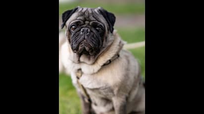 ನಾಯಿ ಎಂದ್ರೆ ನಂಬಿಕೆ ಮಾತ್ರ ಅಲ್ಲ, ಅದು ಆಪತ್ಭಾಂದವ; ಮುದ್ದಿನ ಶ್ವಾನದಿಂದ ಈ ಸಮಸ್ಯೆಗಳೇ ಇರಲ್ಲ..!