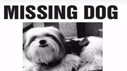 ऐसा क्या हुआ कि डॉग की खोज में शहरभर में लगे पोस्टर, ढूंढ़कर लाने वाले के लिए रखा जबरदस्त ईनाम