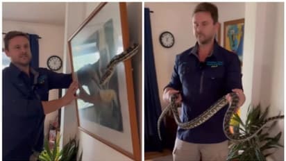 വീടിനുള്ളിൽ ഭിത്തിയിൽ തൂക്കിയിട്ടിരുന്ന ചിത്രത്തിന് അടിയിൽ ഒളിച്ചിരുന്നത് പെരുമ്പാമ്പ് !