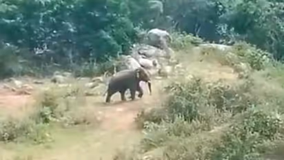 காட்டு யானைகளை விரட்ட சென்ற விவசாயிகள்; விவசாயிகளை திருப்பி விரட்டிய காட்டு யானை..!!