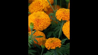 ದೇವರಿಗೆ ಅರ್ಪಿಸುವ ಹೂವಿನ ವಾಸನೆ ನೋಡಬಾರದೇಕೆ?