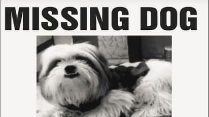 ಮುದ್ದು ಮಾಡ್ತಾ ಹೊತ್ಕೊಂಡೆ ಹೋದ್ರು: ನಾಯಿಮರಿ ಪತ್ತೆಗೆ ಪೋಸ್ಟರ್: ಭಾರಿ ಮೊತ್ತದ ಬಹುಮಾನ