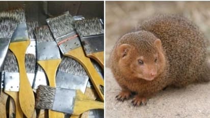 ஓவிய பிரஷ்களுக்காக கொல்லப்படும் ஆயிரக்கணக்கான கீரிப்பிள்ளைகள்..! வனத்துறை அதிகாரி சுப்ரியா சாஹு பகீர் தகவல்