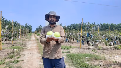 ఉద్యోగాన్ని వదిలేసి వ్యవసాయం.. జామకాయలు పండిస్తూ కోట్ల ఆదాయం