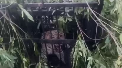 తిరుమలలో బోనులో చిక్కిన మరో చిరుత.. వారం రోజుల ప్రయత్నం సఫలం.. (వీడియో)