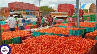 Tomato price reduced to Rs 20 in Bengaluru market due to ample supply