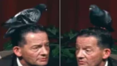 എത്ര അകറ്റിയിട്ടും പോവാൻ തയ്യാറായില്ല, തലയിൽ ഒരു പ്രാവ് താമസിച്ചാൽ എങ്ങനെയിരിക്കും?