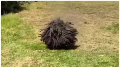 'കാക്കക്കൂട്ടം ഉരുണ്ടുവരുന്നത് പോലെ...'; ഇറക്കം ഇറങ്ങി വരുന്ന ഡ്രെഡ്‍ലോക്ക് നായയുടെ വീഡിയോ വൈറല്‍ !