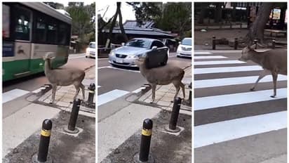 റോഡ് മുറിച്ച് കിടക്കാൻ ട്രാഫിക് സിഗ്നലിനായി കാത്തുനിൽക്കുന്ന മാൻ ; വൈറലായി വീഡിയോ