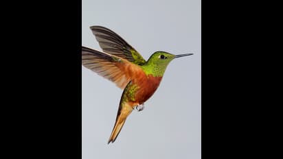 ಇಂದಿಗೂ ನಿಗೂಢ, ಭಾರತದ ಈ ಹಳ್ಳಿಯಲ್ಲಿ ಪಕ್ಷಿಗಳ ಸಾಮೂಹಿಕ ಆತ್ಮಹತ್ಯೆ! 