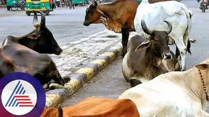 ವಿಜಯಪುರ: ಬಿಡಾಡಿ ದನಗಳ ಹಾವಳಿ, ಬಸ್, ಲಾರಿ ಕೆಳಗೆ ಸಿಕ್ಕು ಸಾಯ್ತಿವೆ ಜಾನುವಾರುಗಳು!