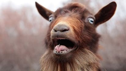 बकरी पर आया गुस्सा, पड़ोसी के private part को दांत से काटा, लगे चार टांके