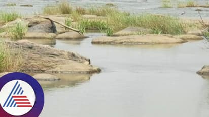 Drying Cauvery river raises concerns in Kodagu: Farmers question govt’s decision of releasing water to TN