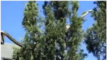 ഓസ്ട്രേലിയയിലെ ഒരു സ്ഥിരം കാഴ്ച; വീടിന് മുകളില്‍ നിന്നും മരത്തിലേക്ക് ഇഴഞ്ഞ് കയറുന്ന കൂറ്റന്‍ പെരുമ്പാമ്പ്