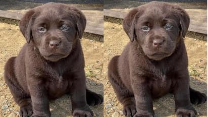 ಪೊಲೀಸ್ ಇಲಾಖೆ ಸೇರಿದ ಮುದ್ದಿನ ನಾಯಿ ಮರಿ, ಹೆಸರು ಸೂಚಿಸಲು ಸಾರ್ವಜನಿಕರಲ್ಲಿ ಮನವಿ!