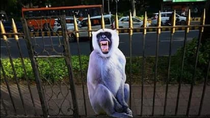 G20 Summit: Langur cut-outs deployed along routes to prevent monkey encounters