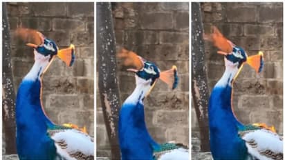 തീ തുപ്പുന്ന മയില്‍; സാമൂഹിക മാധ്യമങ്ങളില്‍ വൈറലായ വീഡിയോയുടെ സത്യമെന്ത്?  