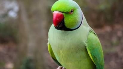 मिस्टी तोता हुआ लापता, ढूंढने वाले को मिलेंगे 5000--LIU inspector का एलान