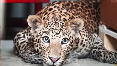 ಚಿರತೆ ಗಣತಿ ವರದಿ: ರಾಜ್ಯದಲ್ಲಿ ಚಿರತೆಗಳ ಸಂಖ್ಯೆಯಲ್ಲಿ ಭಾರಿ ಹೆಚ್ಚಳ: ದೇಶದಲ್ಲೇ 3ನೇ ಸ್ಥಾನ