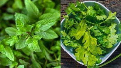 പുതിനയിലയോ മല്ലിയിലയോ ? ഏതാണ് കൂടുതൽ നല്ലത്?