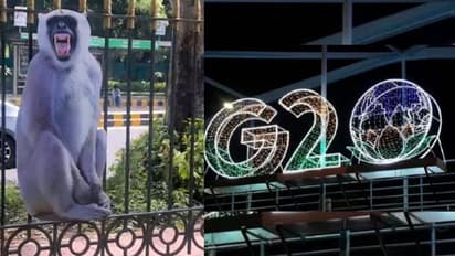 ಜಿ20 ಸಭೆಗೆ ಮಂಗಗಳ ಹಾವಳಿ: ಕಪಿಗಳ ಸಮಾಧಾನಿಸಲು ಅವುಗಳದ್ದೇ ಕಟೌಟ್‌ ಹಾಕಿದ ಸರ್ಕಾರ!