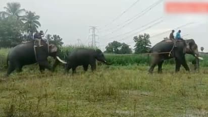 ഗ്രാമീണരേയും കാലികളേയും കൊന്ന് ഒറ്റയാന്, 30 മണിക്കൂര് നീണ്ട പ്രയത്നത്തില് ഒടുവില് പിടിയിലായി