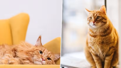 Ginger Cat Appreciation Day 2023: Honoring the vibrant world of Orange feline companions
