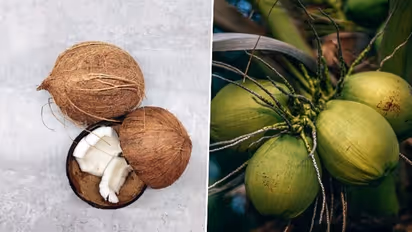 World Coconut Day 2023: Date, history, significance
