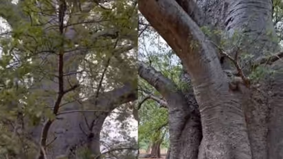 700 വർഷം പഴക്കം, ഉള്ളിൽ നിറയെ വെള്ളം, ആനയ്‍ക്കിഷ്ടപ്പെട്ട ഈ മരം ഏതെന്നറിയുമോ? 