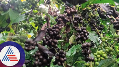 ಮಲೆನಾಡಲ್ಲಿ ಮಳೆ ಕೊರತೆ: ತಾಪಮಾನದಿಂದ ಕಾಫಿ , ಕಾಳು ಮೆಣಸು ನಾಶ!