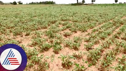 ಮಲೆನಾಡಲ್ಲಿ ಮಳೆ ಇಲ್ಲದೆ ಬೆಳೆ ನಾಶ; 2 ದಿನದಲ್ಲಿ ಇಬ್ಬರು ರೈತರ ಸಾವು!