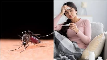 Health Tips: ഡെങ്കിപ്പനിയെ പ്രതിരോധിക്കാം; തിരിച്ചറിയാം ഈ അപകടസൂചനകളെ...
