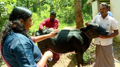 ഒരാഴ്ചയ്ക്കിടെ കൊന്നത് 2 വളര്ത്തു നായ, 2 പശു, നൂറോളം കോഴികള്... ബത്തേരിയില് കടുവയുടെ പരാക്രമം, പ്രതിസന്ധി