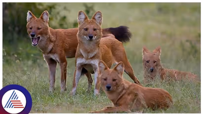 Astonishing encounter: Villagers stunned by rare sighting of Asiatic Wild Dog (Dhole) pack in Theerthahalli