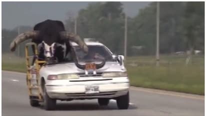 വാറ്റ്സുയി എന്ന കൂറ്റന്‍ കാളയുമായി കാറില്‍ യാത്ര; പിന്നാലെ പാഞ്ഞെത്തി പോലീസ് !