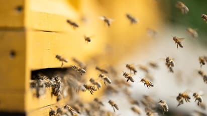 ട്രക്കിൽ കൊണ്ടുവന്ന തേനീച്ചക്കൂടുകൾ തുറന്നു; പ്രദേശത്ത് സംഘര്ഷം സൃഷ്ടിച്ച് 5 ദശലക്ഷം തേനീച്ചകള് !