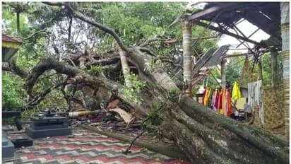 ശക്തമായ കാറ്റിലും മഴയിലും പാലമരം വീണു; ക്ഷേത്രത്തിൻ്റെ സപ്താഹപ്പന്തൽ തകർന്നു, ഒഴിവായത് വൻ ദുരന്തം