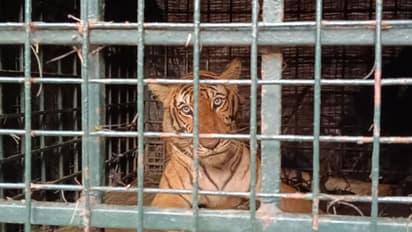 ബത്തേരിയെ വലച്ച കടുവ കോഴി ഫാമിന് സമീപത്തെ കെണിയിൽ കുടുങ്ങി, കൂട്ടിലായത് 12 വയസുള്ള പരിക്കേറ്റ പെൺകടുവ