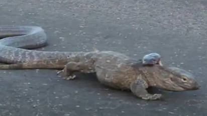 ഉടുമ്പും രാജവെമ്പാലയും തമ്മിൽ ഏറ്റുമുട്ടിയാൽ ആരു ജയിക്കും? ഊഹിക്കാമോ? വൈറലായി വീഡിയോ