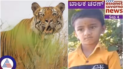 ಹುಲಿಗೆ ಆಹಾರವಾದ 7 ವರ್ಷದ ಬಾಲಕ: ಅಪ್ಪ-ಅಮ್ಮನೆದುರೇ ಮಗನನ್ನು ಕೊಂದು ತಿಂದ ವ್ಯಾಘ್ರ
