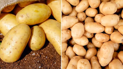 Acne treatment to hydration: 7 beauty benefits of Potatoes
