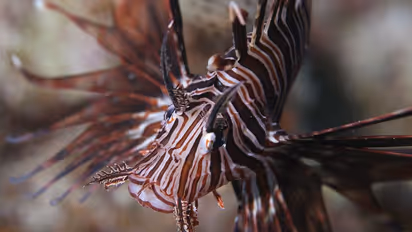 Shocking! 37,000 alien species identified, costs humans over $400 billion per year: Report