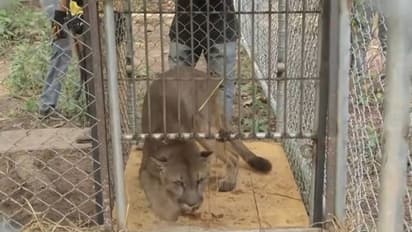 20 വർഷങ്ങളുടെ ദുരിതജീവിതം, ചങ്ങലയിൽ നിന്നും മുഫാസ മോചിപ്പിക്കപ്പെട്ടതിങ്ങനെ