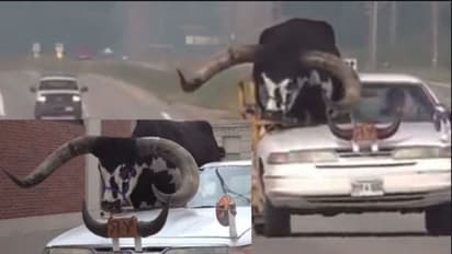 ದೈತ್ಯ ಗೂಳಿಯೊಂದಿಗೆ ಕಾರು ಚಾಲಕನ ನಗರ ಪ್ರದಕ್ಷಿಣೆ: ಪೊಲೀಸರಿಗೆ ದೂರು ನೀಡಿದ ಜನ: ವೀಡಿಯೋ