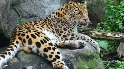 ജാഗ്രത, പൊന്മുടിയില്‍ വീണ്ടും പുള്ളിപ്പുലിയിറങ്ങി, ഇത്തവണ സ്കൂളിന് സമീപം; വനംവകുപ്പ് അന്വേഷണം തുടങ്ങി