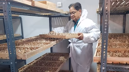 Here’s how 64-year-old Ramesh Gera grows saffron in closed rooms and earns in lakhs