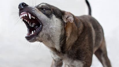 आप भी न कर दीजिएगा ऐसी गलती, 15 साल के बच्चे की चली गई जान...परिवार ने कुत्ते की मालकिन की मान ली थी ये बात