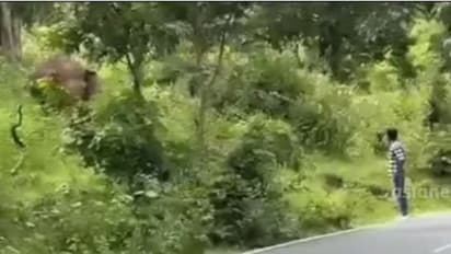 മുതുമലയിൽ കാട്ടാനയോട് അഭ്യാസം കാട്ടിയത് മലയാളി യുവാക്കൾ, വൈകാതെ വലിയ പിഴയെത്തി! -വീഡിയോ