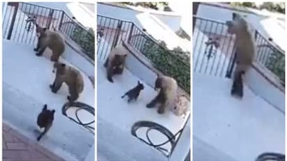 കുഞ്ഞന് നായയുടെ കുര പേടിച്ച് ഗേറ്റ് ചാടി മറിഞ്ഞ് ഓടുന്ന രണ്ട് മുട്ടന്കരടികളുടെ സിസിടിവി ദൃശ്യങ്ങള് വൈറല്!