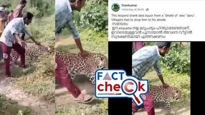 മദ്യപിച്ച് കോണ് തെറ്റി പുള്ളിപ്പുലി! വീഡിയോ സത്യമോ? ദൃശ്യം കേരളത്തിലും വൈറല്